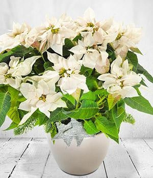 Christmas Poinsettia (White)