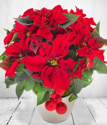 Red Christmas Poinsettia