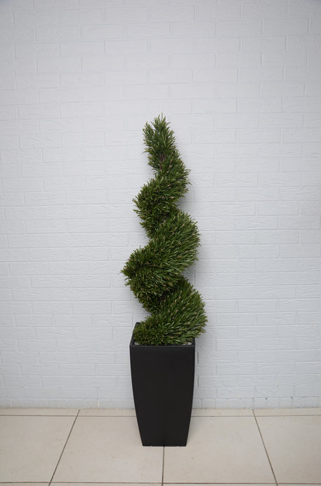 Rosemary Spiral Tree- 4Ft